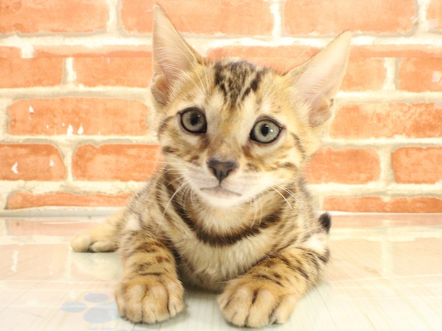 兵庫県のベンガル (Coo&RIKU三木店/2026年2月22日生まれ/女の子/ブラウンスポットタビー)の子猫