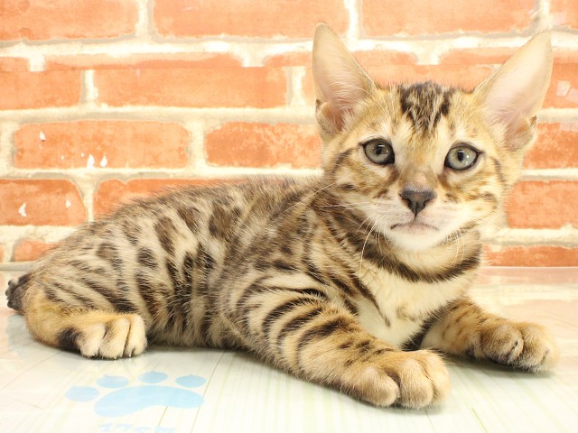 兵庫県のベンガル (Coo&RIKU三木店/2026年2月22日生まれ/女の子/ブラウンスポットタビー)の子猫の2枚目の画像