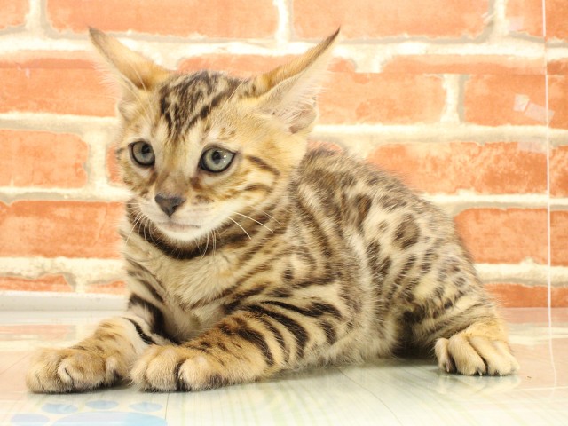 兵庫県のベンガル (Coo&RIKU三木店/2026年2月22日生まれ/女の子/ブラウンスポットタビー)の子猫の3枚目の画像