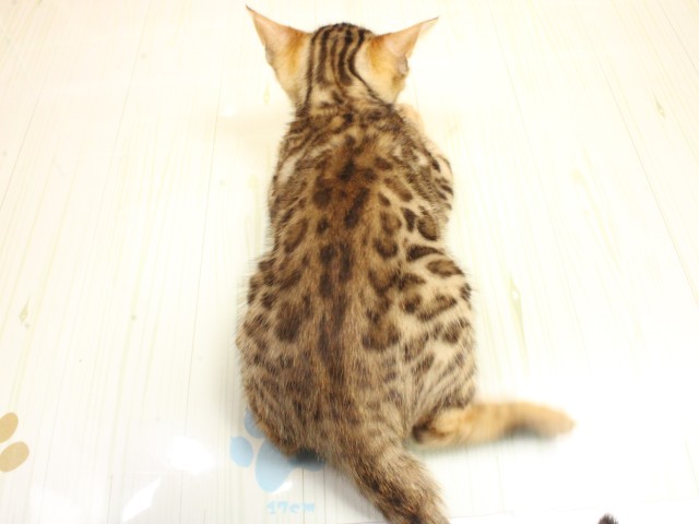 兵庫県のベンガル (Coo&RIKU三木店/2026年2月22日生まれ/女の子/ブラウンスポットタビー)の子猫の4枚目の画像