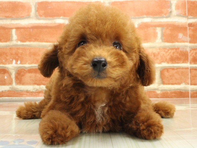 広島県のトイプードル(トイ) (Coo&RIKU東広島店/2026年2月20日生まれ/男の子/レッドフォーン)の子犬の1枚目の画像