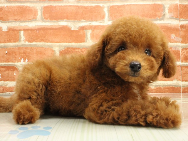 広島県のトイプードル(トイ) (Coo&RIKU東広島店/2026年2月20日生まれ/男の子/レッドフォーン)の子犬の2枚目の画像