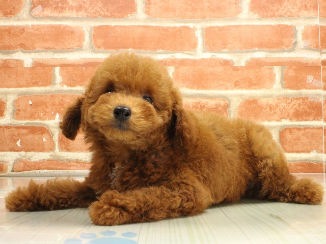 広島県のトイプードル(トイ) (Coo&RIKU東広島店/2026年2月20日生まれ/男の子/レッドフォーン)の子犬の3枚目の画像