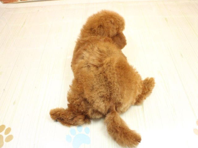 広島県のトイプードル(トイ) (Coo&RIKU東広島店/2026年2月20日生まれ/男の子/レッドフォーン)の子犬の4枚目の画像