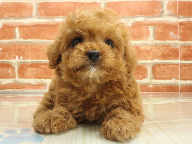 大阪府のトイプードル(トイ) (Coo&RIKU心斎橋店/2026年2月26日生まれ/女の子/レッドフォーン)の子犬