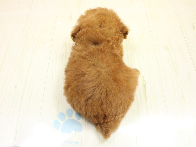 大阪府のトイプードル(トイ) (Coo&RIKU心斎橋店/2026年2月26日生まれ/女の子/レッドフォーン)の子犬の4枚目の画像