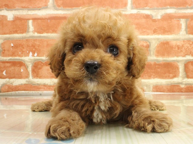 兵庫県のトイプードル(トイ) (Coo&RIKU姫路店/2026年2月26日生まれ/男の子/オレンジフォーン)の子犬の1枚目の画像