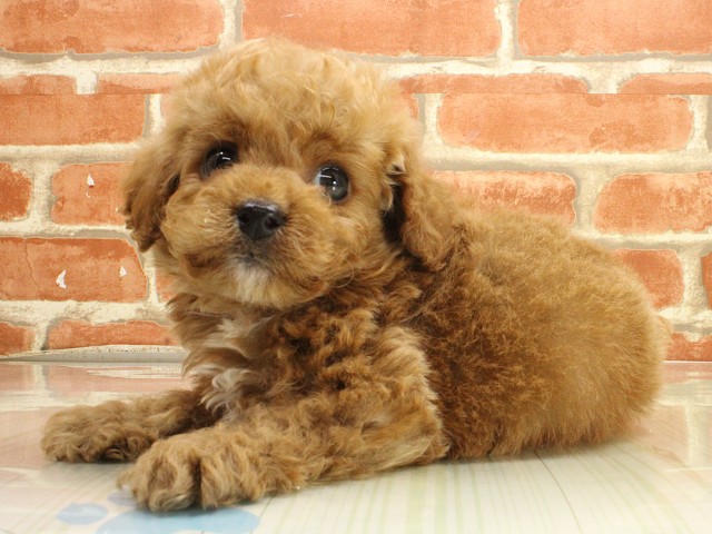 兵庫県のトイプードル(トイ) (Coo&RIKU姫路店/2026年2月26日生まれ/男の子/オレンジフォーン)の子犬の2枚目の画像