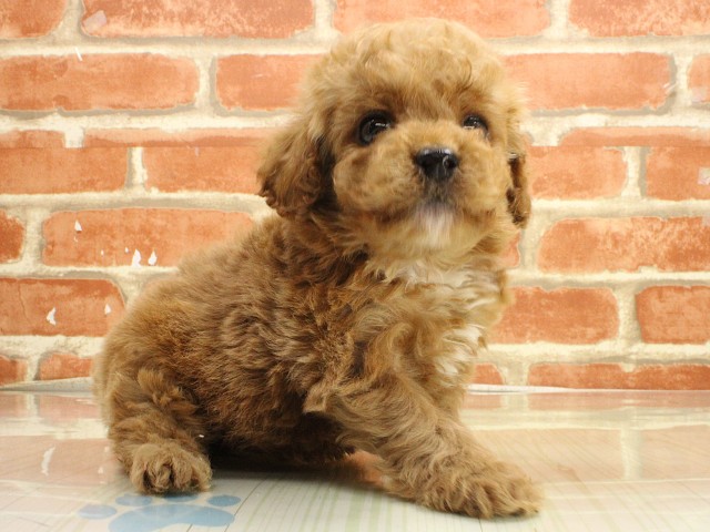 兵庫県のトイプードル(トイ) (Coo&RIKU姫路店/2026年2月26日生まれ/男の子/オレンジフォーン)の子犬の3枚目の画像