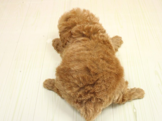 兵庫県のトイプードル(トイ) (Coo&RIKU姫路店/2026年2月26日生まれ/男の子/オレンジフォーン)の子犬の4枚目の画像