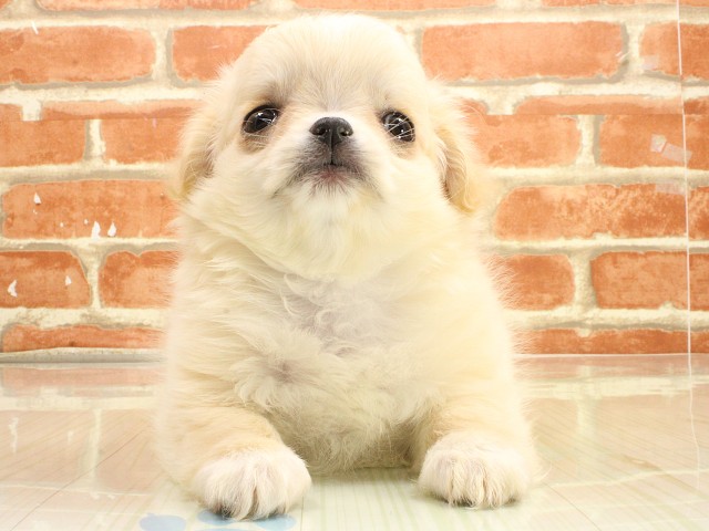 岡山県のチワワ(ロング) (Coo&RIKU岡山店/2026年2月20日生まれ/女の子/ホワイトクリーム)の子犬の1枚目の画像