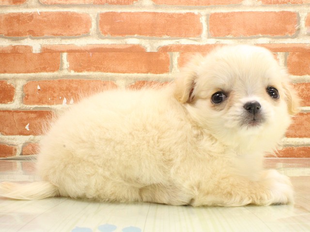 岡山県のチワワ(ロング) (Coo&RIKU岡山店/2026年2月20日生まれ/女の子/ホワイトクリーム)の子犬の2枚目の画像