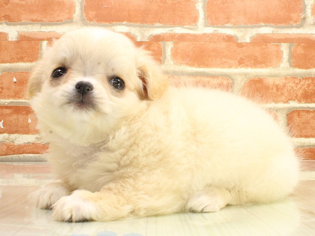 岡山県のチワワ(ロング) (Coo&RIKU岡山店/2026年2月20日生まれ/女の子/ホワイトクリーム)の子犬の3枚目の画像