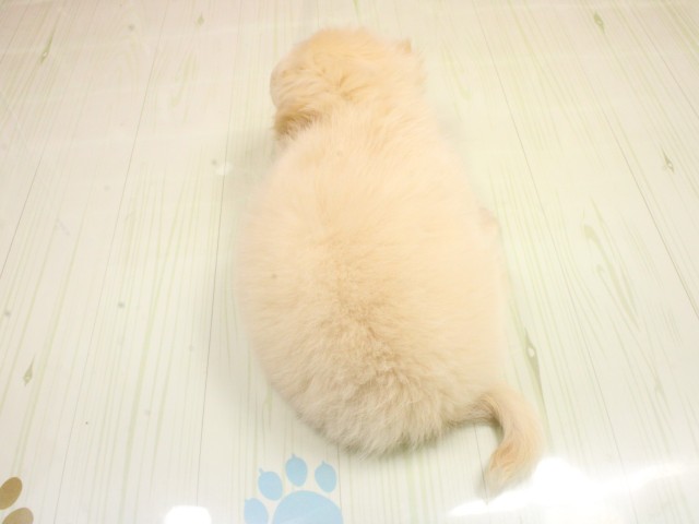 岡山県のチワワ(ロング) (Coo&RIKU岡山店/2026年2月20日生まれ/女の子/ホワイトクリーム)の子犬の4枚目の画像