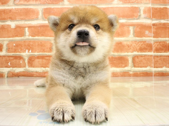 奈良県の柴犬(標準サイズ) (Coo&RIKU奈良新庄店/2026年2月26日生まれ/男の子/赤)の子犬の1枚目の画像