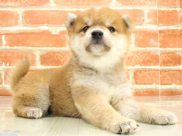 奈良県の柴犬(標準サイズ) (Coo&RIKU奈良新庄店/2026年2月26日生まれ/男の子/赤)の子犬の2枚目の画像