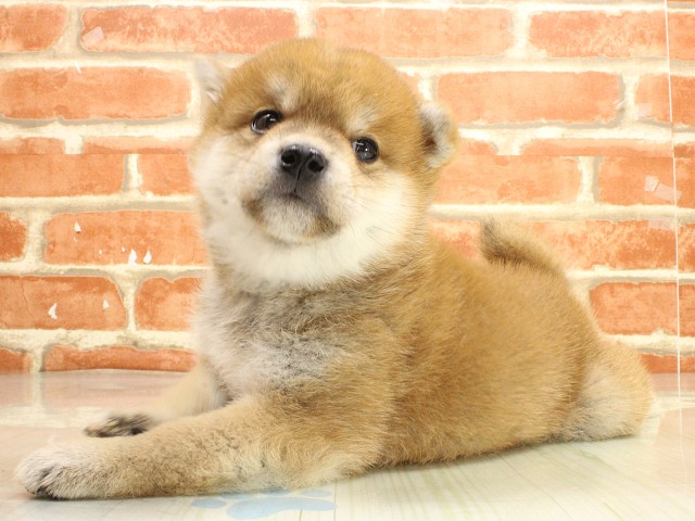 奈良県の柴犬(標準サイズ) (Coo&RIKU奈良新庄店/2026年2月26日生まれ/男の子/赤)の子犬の3枚目の画像