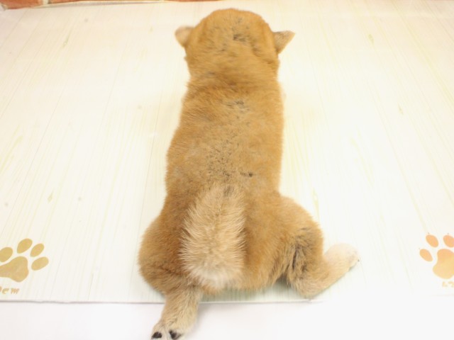 奈良県の柴犬(標準サイズ) (Coo&RIKU奈良新庄店/2026年2月26日生まれ/男の子/赤)の子犬の4枚目の画像