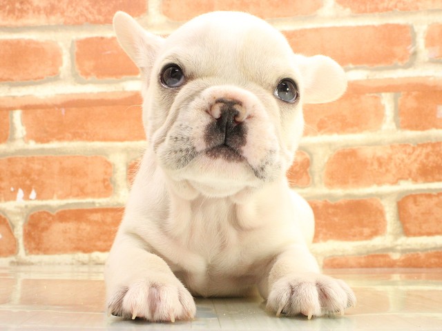 岡山県のフレンチブルドッグ (Coo&RIKU岡山店/2026年2月25日生まれ/男の子/クリーム)の子犬の1枚目の画像