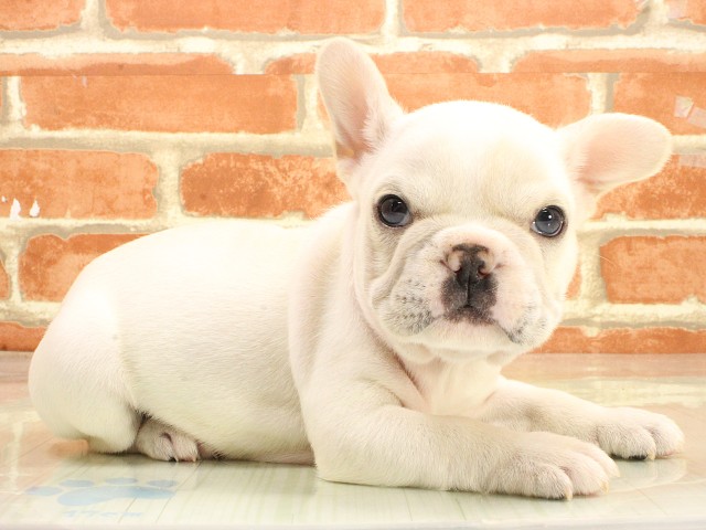 岡山県のフレンチブルドッグ (Coo&RIKU岡山店/2026年2月25日生まれ/男の子/クリーム)の子犬の2枚目の画像