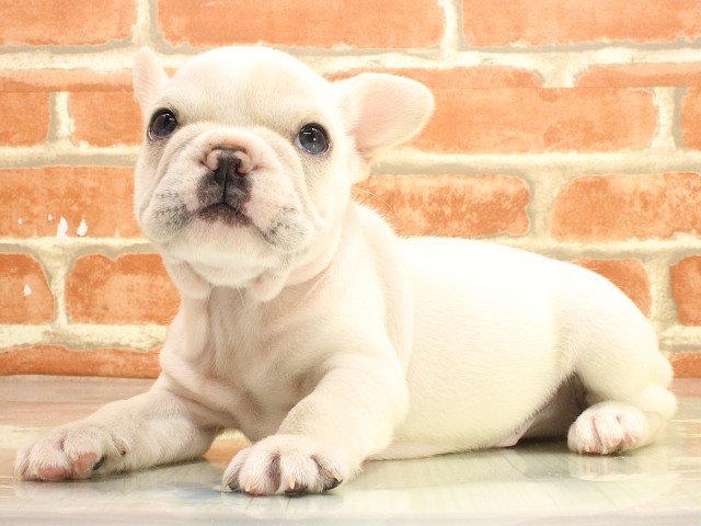 岡山県のフレンチブルドッグ (Coo&RIKU岡山店/2026年2月25日生まれ/男の子/クリーム)の子犬の3枚目の画像