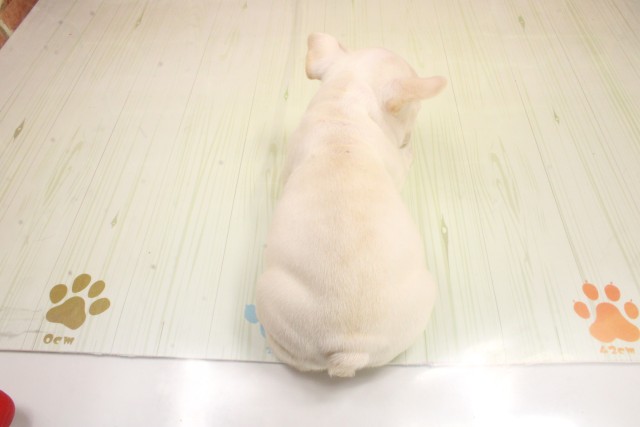 岡山県のフレンチブルドッグ (Coo&RIKU岡山店/2026年2月25日生まれ/男の子/クリーム)の子犬の4枚目の画像