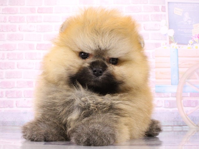 大阪府のポメラニアン (Coo&RIKU梅田店/2026年2月26日生まれ/男の子/オレンジセーブル)の子犬の1枚目の画像