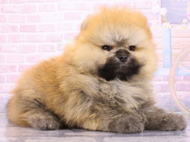 大阪府のポメラニアン (Coo&RIKU梅田店/2026年2月26日生まれ/男の子/オレンジセーブル)の子犬の2枚目の画像