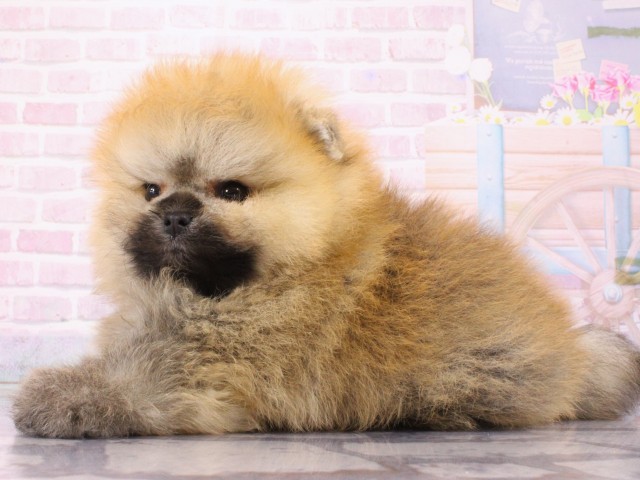 大阪府のポメラニアン (Coo&RIKU梅田店/2026年2月26日生まれ/男の子/オレンジセーブル)の子犬の3枚目の画像