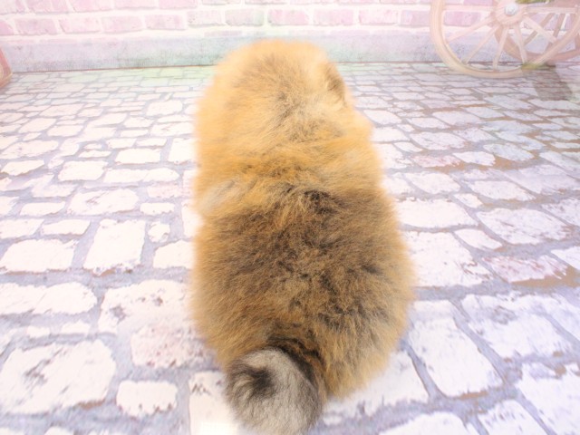 大阪府のポメラニアン (Coo&RIKU梅田店/2026年2月26日生まれ/男の子/オレンジセーブル)の子犬の4枚目の画像