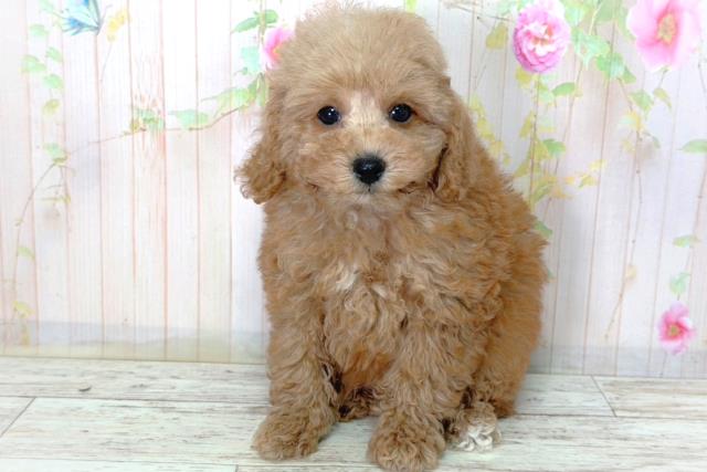新潟県のトイプードル(トイ) (Coo&RIKU上越店/2026年2月25日生まれ/男の子/レッド)の子犬