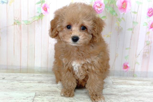 北海道のトイプードル(トイ) (Coo&RIKU苫小牧店/2026年2月25日生まれ/女の子/レッド)の子犬の1枚目の画像