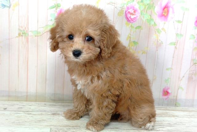 北海道のトイプードル(トイ) (Coo&RIKU苫小牧店/2026年2月25日生まれ/女の子/レッド)の子犬の2枚目の画像