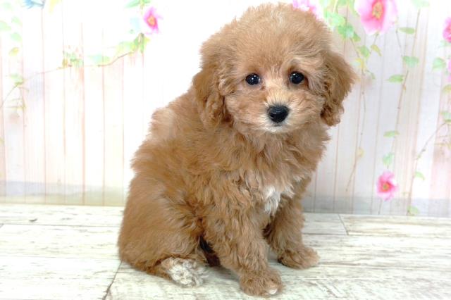 北海道のトイプードル(トイ) (Coo&RIKU苫小牧店/2026年2月25日生まれ/女の子/レッド)の子犬の3枚目の画像