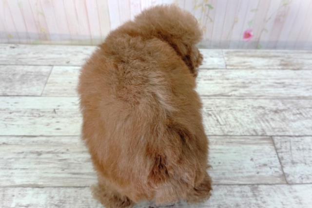 北海道のトイプードル(トイ) (Coo&RIKU苫小牧店/2026年2月25日生まれ/女の子/レッド)の子犬の4枚目の画像