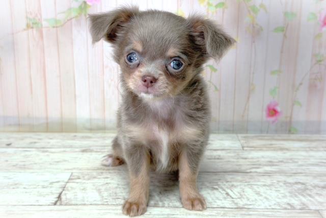 神奈川県のチワワ(ロング) (Coo&RIKUパウ川崎店/2026年2月28日生まれ/女の子/イザベラタンホワイト)の子犬の1枚目の画像