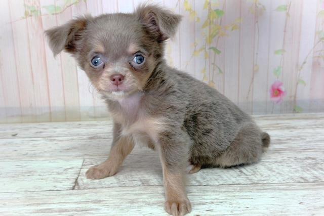 神奈川県のチワワ(ロング) (Coo&RIKUパウ川崎店/2026年2月28日生まれ/女の子/イザベラタンホワイト)の子犬の2枚目の画像