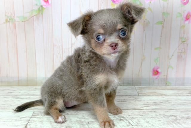 神奈川県のチワワ(ロング) (Coo&RIKUパウ川崎店/2026年2月28日生まれ/女の子/イザベラタンホワイト)の子犬の3枚目の画像