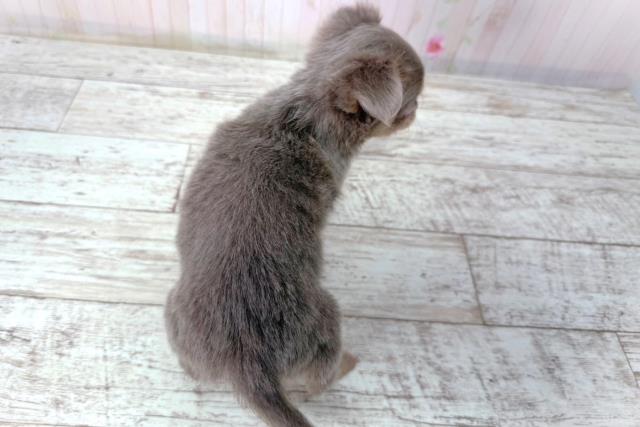 神奈川県のチワワ(ロング) (Coo&RIKUパウ川崎店/2026年2月28日生まれ/女の子/イザベラタンホワイト)の子犬の4枚目の画像