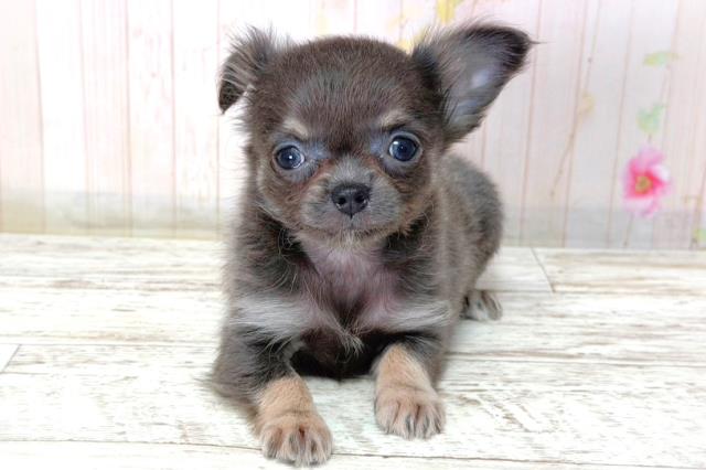 新潟県のチワワ(ロング) (Coo&RIKUイオンモール新発田店/2026年2月28日生まれ/女の子/ブルー)の子犬の1枚目の画像