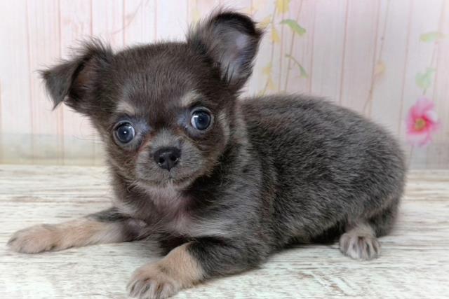 新潟県のチワワ(ロング) (Coo&RIKUイオンモール新発田店/2026年2月28日生まれ/女の子/ブルー)の子犬の2枚目の画像