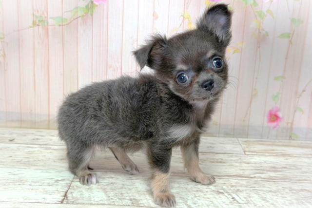 新潟県のチワワ(ロング) (Coo&RIKUイオンモール新発田店/2026年2月28日生まれ/女の子/ブルー)の子犬の3枚目の画像