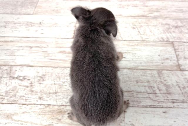 新潟県のチワワ(ロング) (Coo&RIKUイオンモール新発田店/2026年2月28日生まれ/女の子/ブルー)の子犬の4枚目の画像