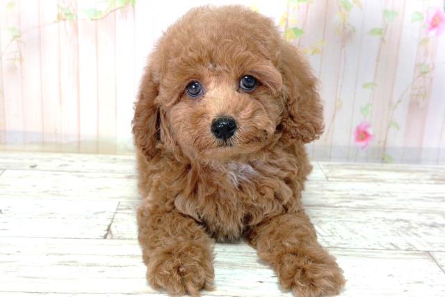 新潟県のトイプードル(トイ) (Coo&RIKU長岡店/2026年2月25日生まれ/男の子/レッド)の子犬