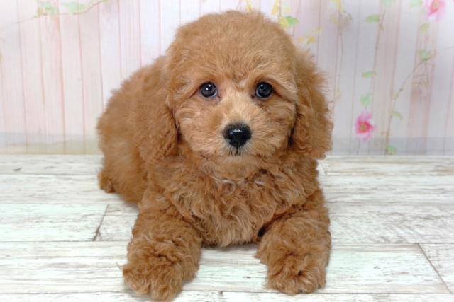 神奈川県のトイプードル(トイ) (Coo&RIKU長津田店/2026年2月25日生まれ/男の子/レッド)の子犬の1枚目の画像