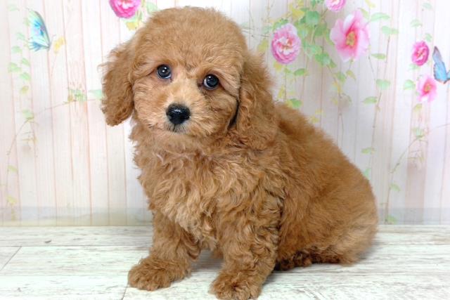 神奈川県のトイプードル(トイ) (Coo&RIKU長津田店/2026年2月25日生まれ/男の子/レッド)の子犬の2枚目の画像