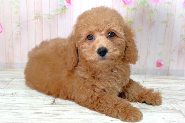神奈川県のトイプードル(トイ) (Coo&RIKU長津田店/2026年2月25日生まれ/男の子/レッド)の子犬の3枚目の画像