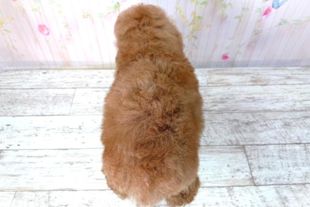 神奈川県のトイプードル(トイ) (Coo&RIKU長津田店/2026年2月25日生まれ/男の子/レッド)の子犬の4枚目の画像