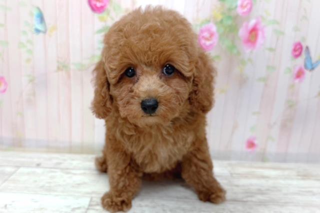 長野県のトイプードル(トイ) (Coo&RIKU松本店/2026年2月25日生まれ/女の子/レッド)の子犬の1枚目の画像