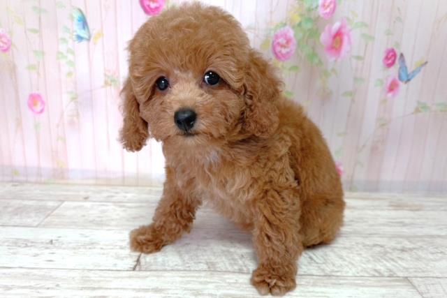 長野県のトイプードル(トイ) (Coo&RIKU松本店/2026年2月25日生まれ/女の子/レッド)の子犬の2枚目の画像